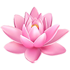 Pink Lotus Flower