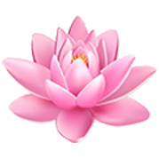 Pink Lotus Flower